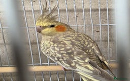 Cockatiels birds for sale: Breeding Pair Cockatiels  - Image 3