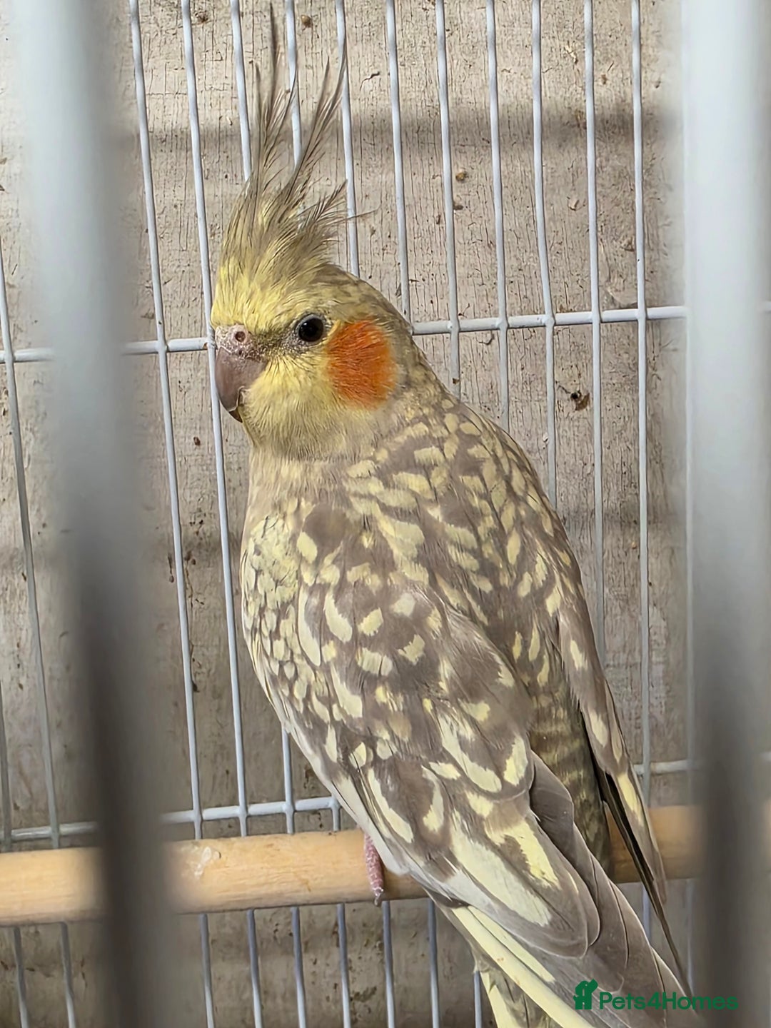Cockatiels birds for sale: Breeding Pair Cockatiels  - Image 3