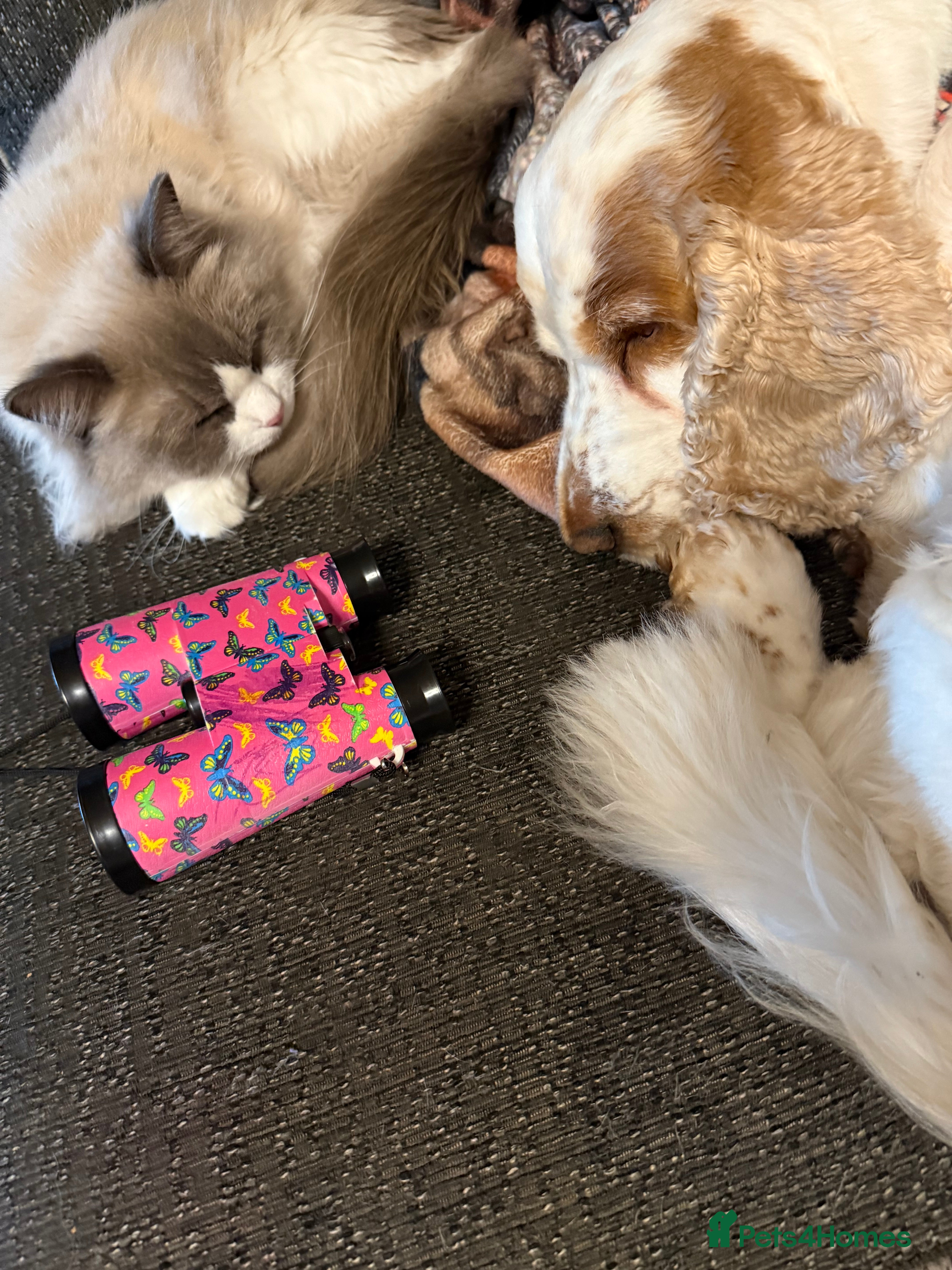 Chihuahua dogs Chihuahua puppies - Advert 1