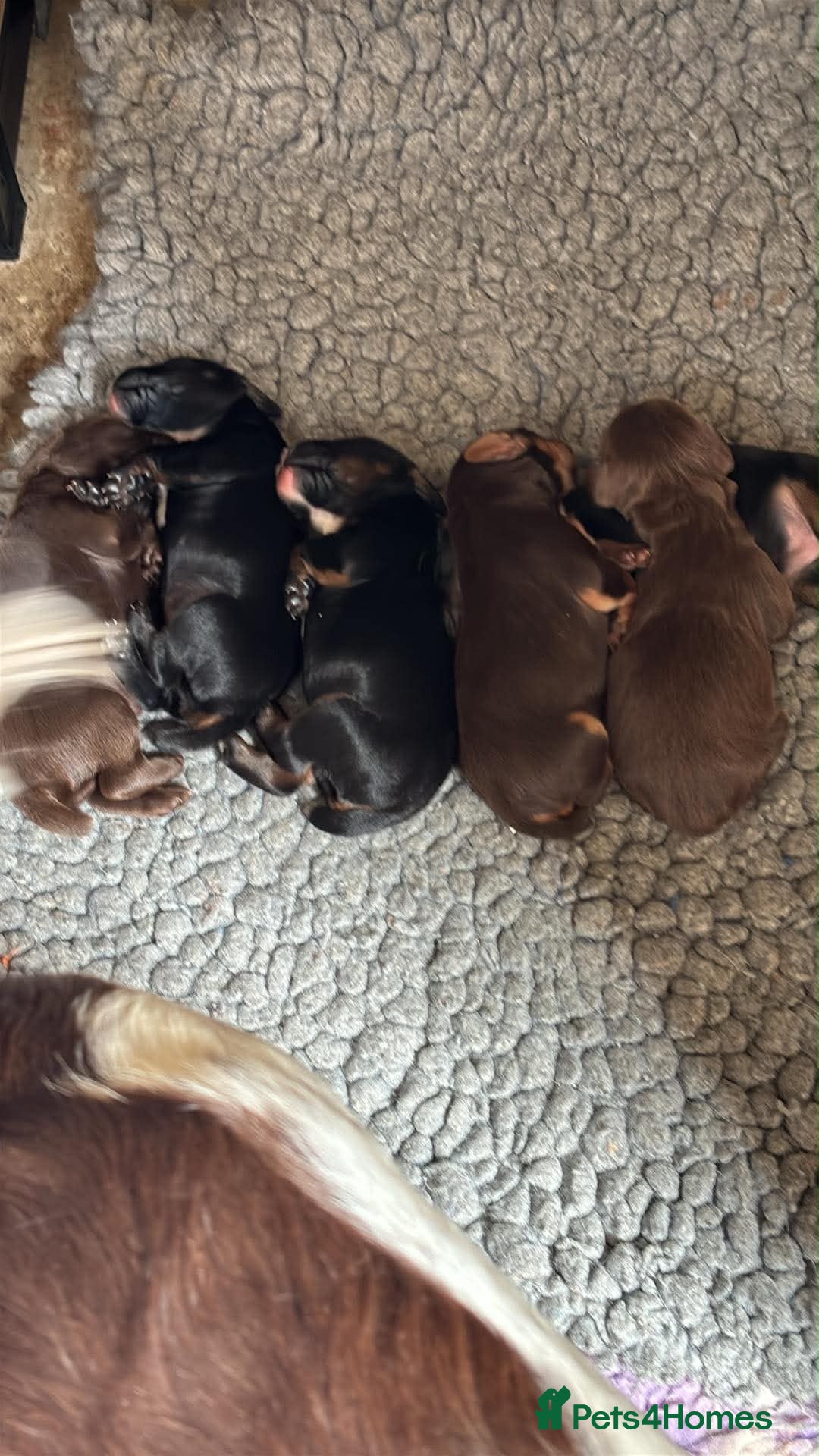 Sprocker dogs Sprocker pups  - Advert 2