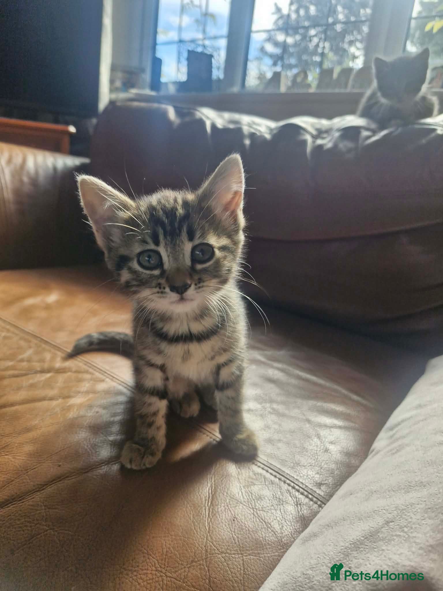 Bengal cats 🐾 Beautiful Bengal Girl Kittens - available now🐾 - Advert 1