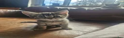 Bengal cats for sale: 🐾 Beautiful Bengal Girl Kittens - available now🐾 in Reading - Advert 1
