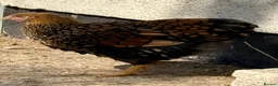 Chickens poultry for sale: Gold Laced Wyandotte LF pullet - Advert 3