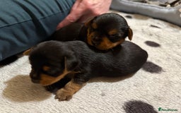 Mixed Breed dogs for sale: Yorki Puppies available from 21/12/25 - Advert 8
