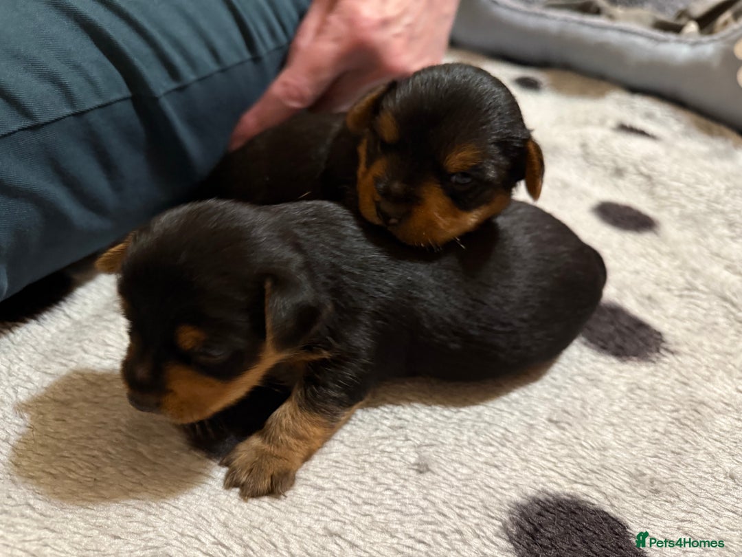 Mixed Breed dogs for sale: Yorki Puppies available from 21/12/25 - Advert 8