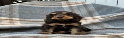 Cocker Spaniel dogs for sale: Adorable kc reg show cocker spanial  - Advert 3