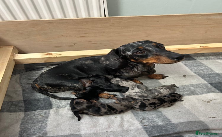 Miniature Dachshund dogs - Advert 9