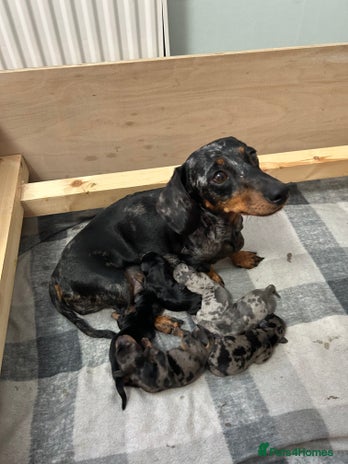 Miniature Dachshund dogs - Advert 5