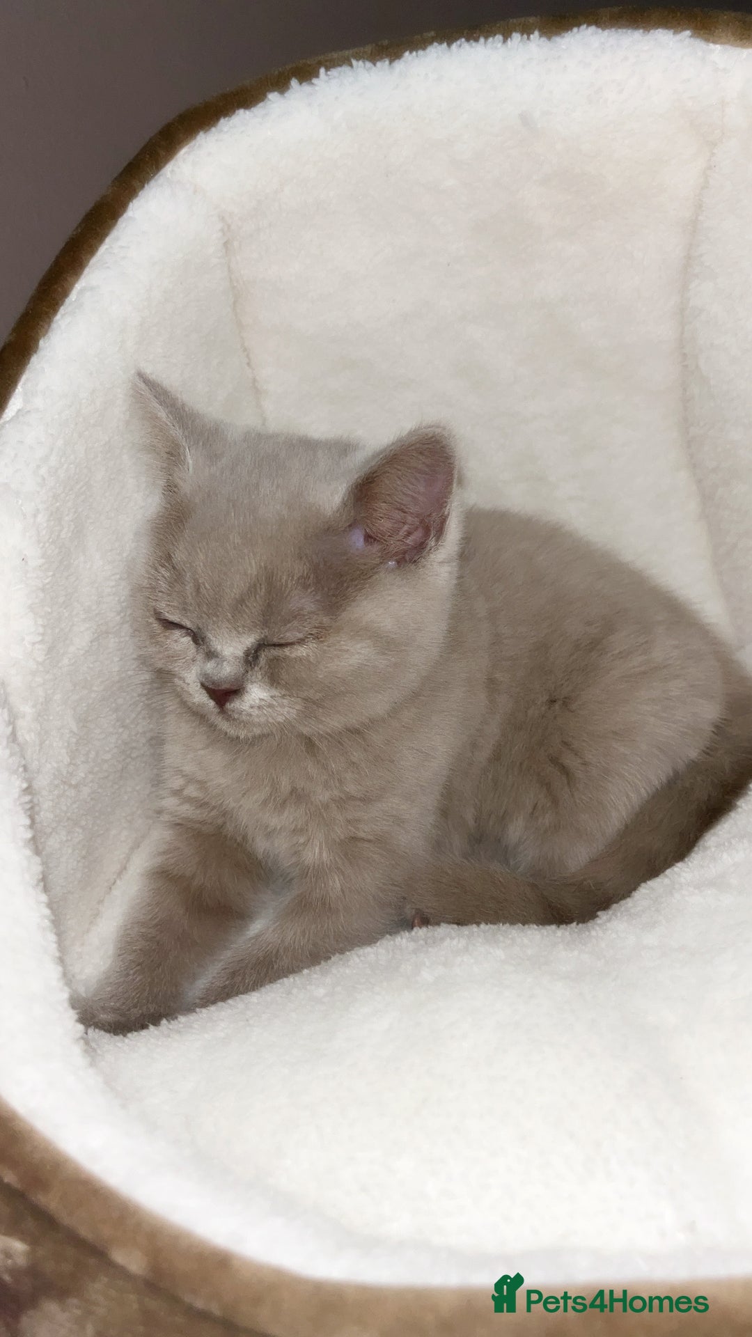 British Shorthair cats for sale: lilac british shorthair kitten - Image 1