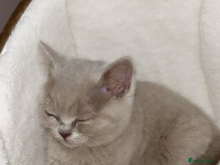 British Shorthair cats - Advert 5