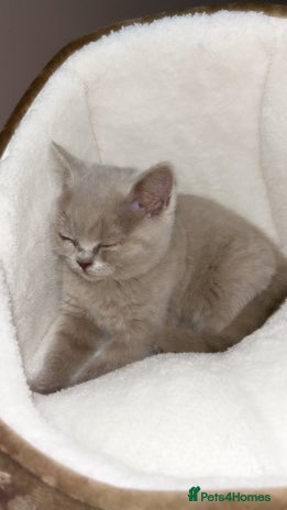 British Shorthair cats - Advert 1