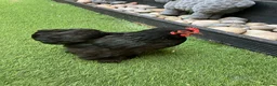 Chickens poultry for sale: Pekin bantam chicks - Advert 5