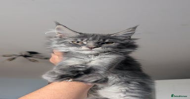 Maine Coon cats - Advert 7