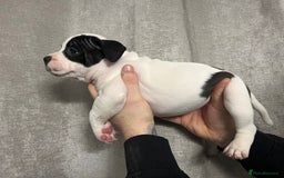 Staffordshire Bull Terrier dogs for sale: BEAUTIFUL STAFFY LITTER STUNNING COLOURS - Image 3