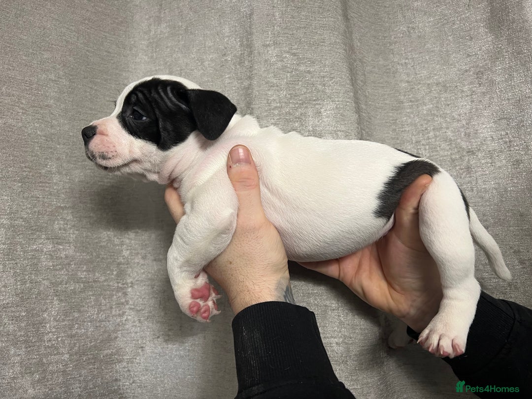 Staffordshire Bull Terrier dogs for sale: BEAUTIFUL STAFFY LITTER STUNNING COLOURS - Image 3