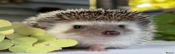 Pygmy Hedgehog rodents for sale: Boy African Pygmy Hedgehog Ethnical breeding mixed - Advert 6