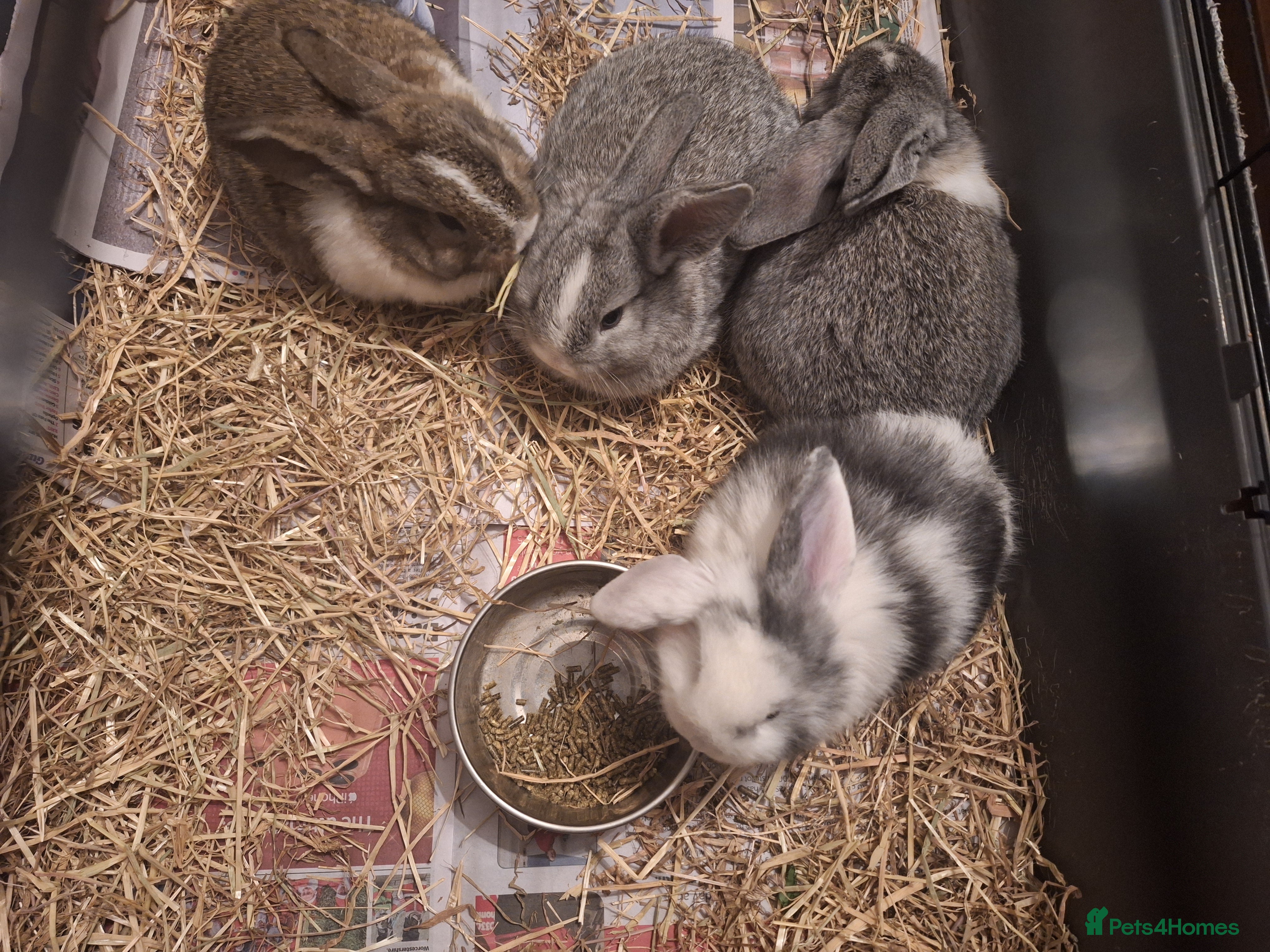 Mixed Breed rabbits 4 Beautiful minilop/lop baby rabbits 1 boy 3 girls - Advert 16