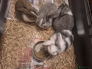 Mixed Breed rabbits 4 Beautiful minilop/lop baby rabbits 1 boy 3 girls - Advert 16