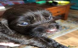 Cocker Spaniel dogs for sale: Gorgeous Working Cocker Spaniel puppies - Image 11