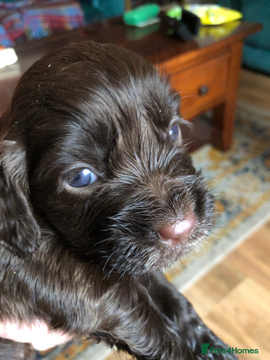 Cocker Spaniel dogs for sale: Gorgeous Working Cocker Spaniel puppies - Image 11