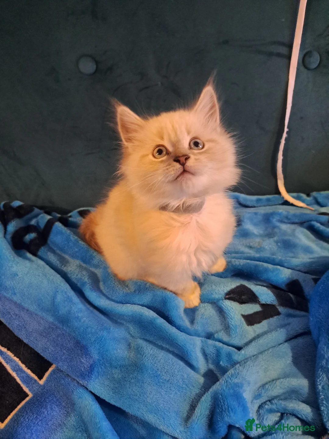 Mixed Breed cats for sale: Beautiful maine coon mix kittens available 💜 - Advert 7