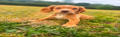 Sprocker 6