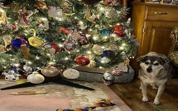 Mixed Breed dogs for adoption: Gracie  - Advert 5