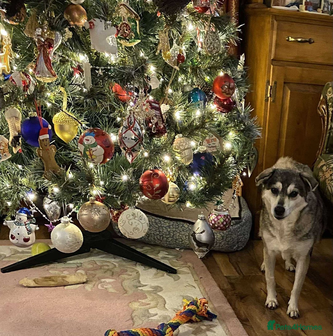 Mixed Breed dogs for adoption: Gracie  - Advert 5