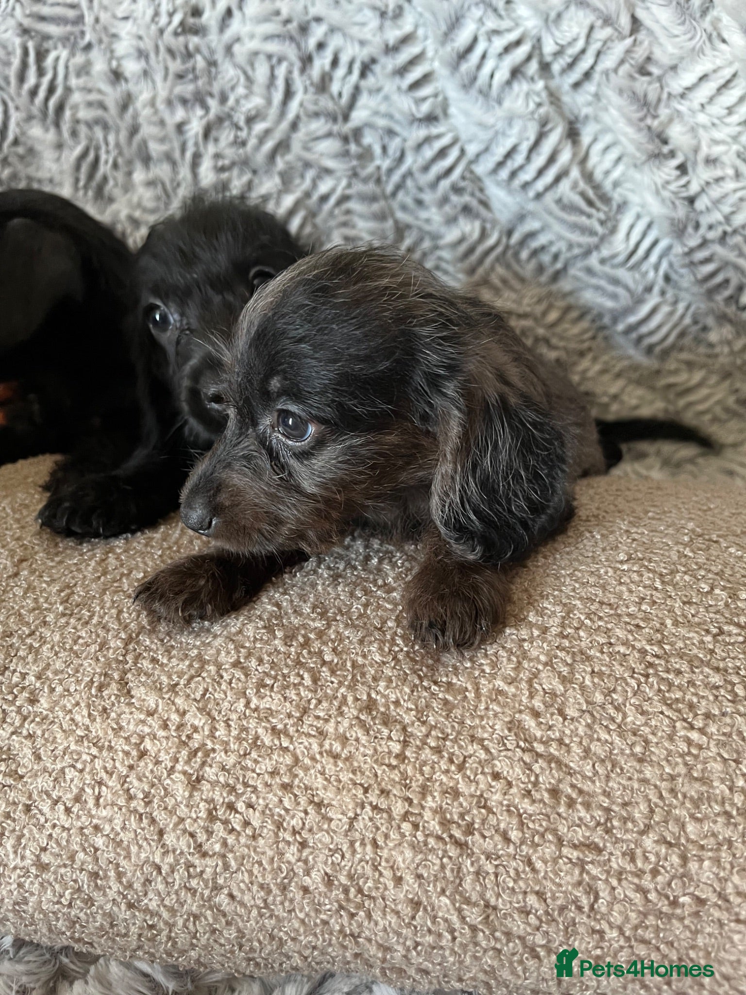 Doxiepoo dogs 1 silver/blue merl, 3 Jet black Doxiepoos  - Advert 1