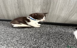 Domestic Shorthair cats for sale: Beautiful kittens  - Image 10