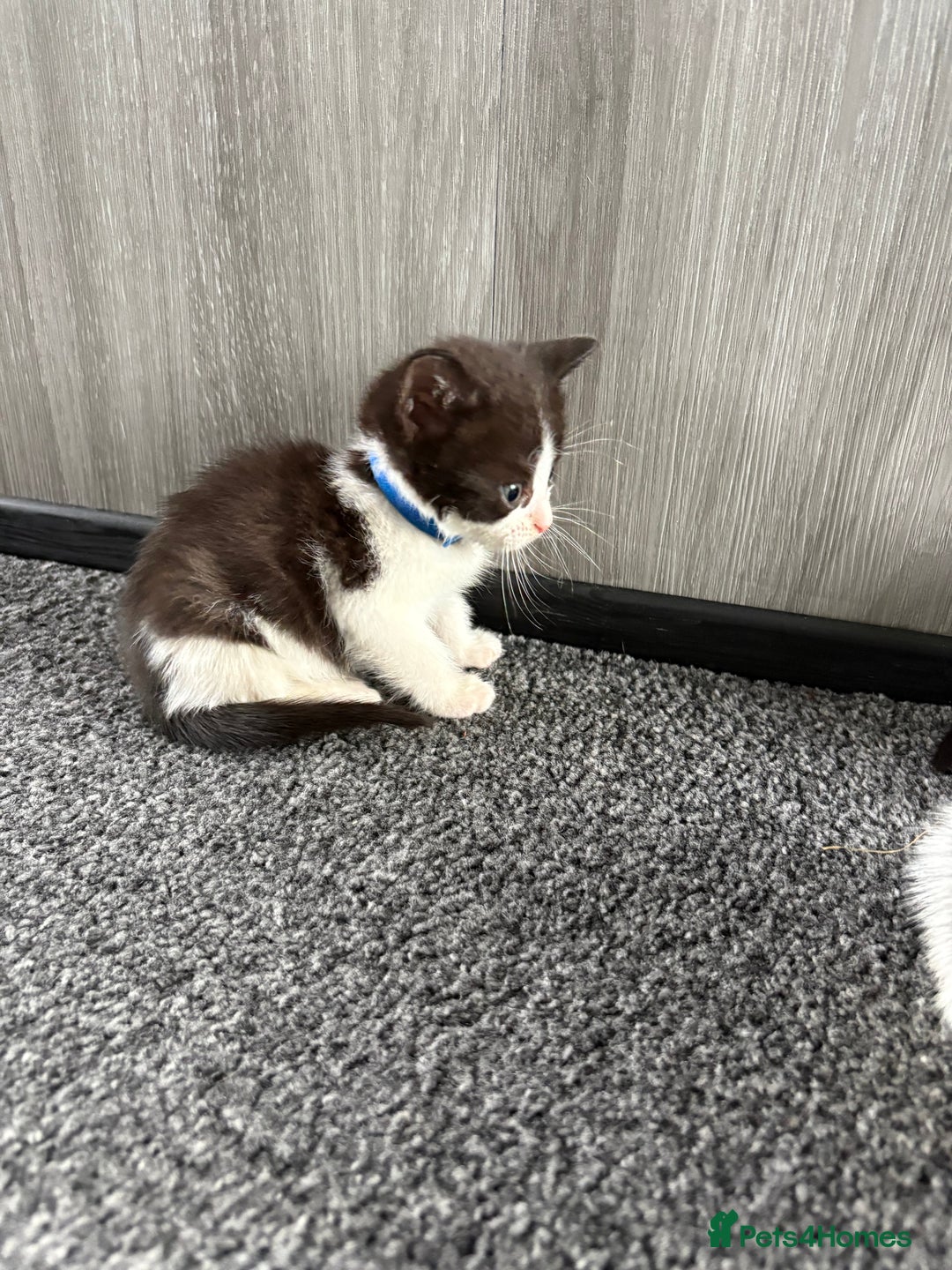 Domestic Shorthair cats for sale: Beautiful kittens  - Image 10