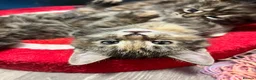 Maine Coon cats for sale: 5 Beautiful half Maine coon kittens  in Aldershot - Advert 21