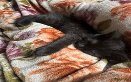 Domestic Shorthair cats for sale: British Shorthair x Black Domestic  - Image 7