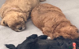 Maltipoo dogs for sale: Outstanding Malshipoo puppies - Image 36