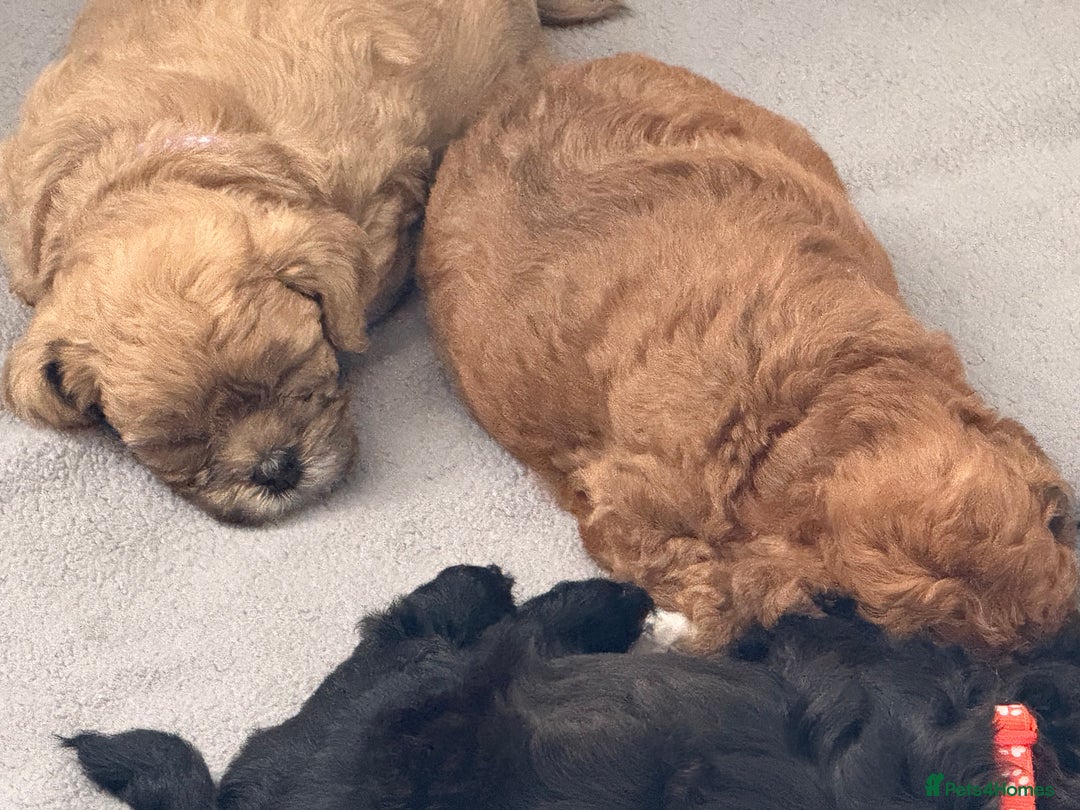 Maltipoo dogs for sale: Outstanding Malshipoo puppies - Image 36