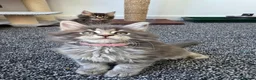 Maine Coon cats for sale: Maine coon pedigree kittens  - Advert 20