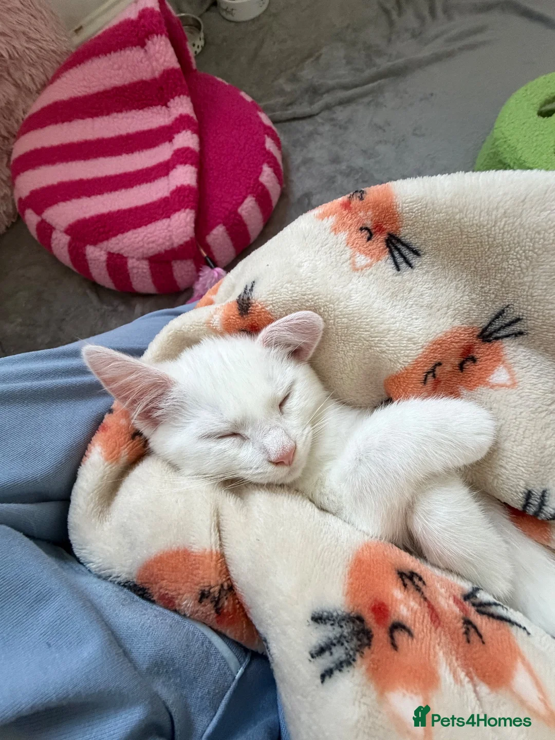 Domestic Shorthair cats for sale: Rehoming of a gorgeous kitten  - Advert 1