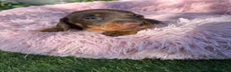Miniature Dachshund dogs for sale: Gorgeous KC Miniature Dachshund Puppies last 3 - Advert 34