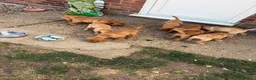 Labrador Retriever dogs for sale: 2 FOX RED LABRADOR BOYS LEFT READY NOW  - Advert 4