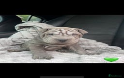 Shar Pei dogs for sale: Shar Pei Puppies  - Image 3