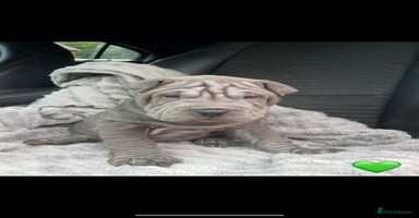 Shar Pei dogs - Advert 6