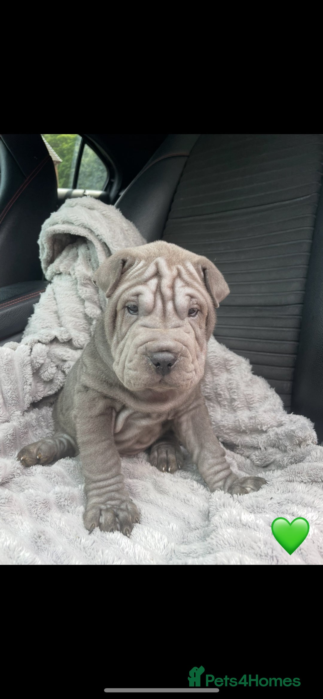 Shar Pei dogs for sale: Shar Pei Puppies  - Image 3