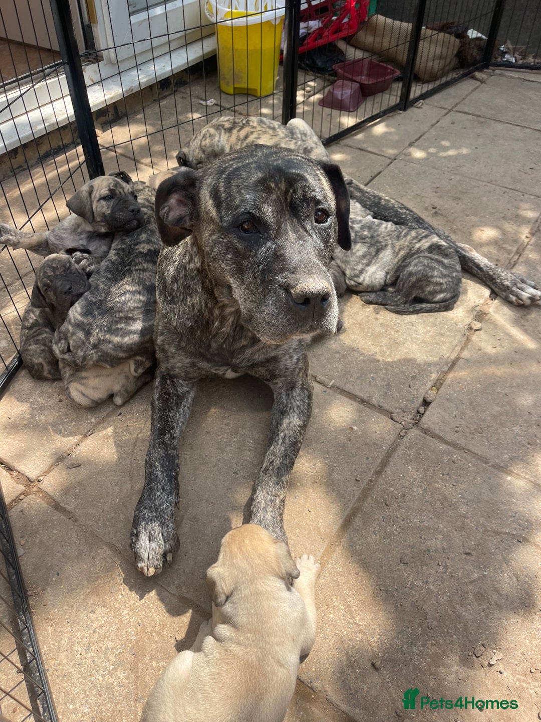 Presa Canario dogs for sale: I have three stunning male presa pups left - Image 4