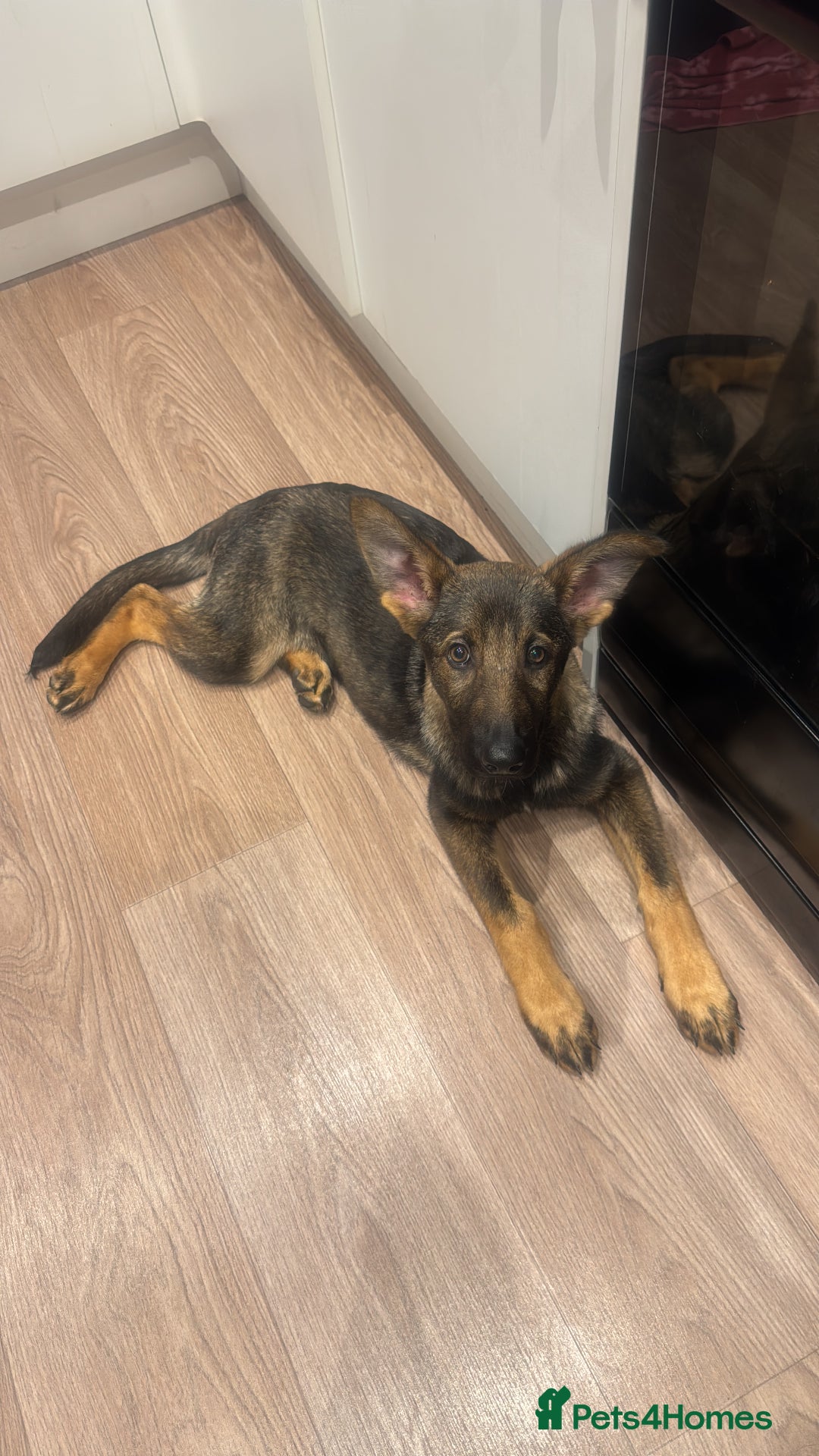 German Shepherd dogs for sale: German shepherd puppy - Advert 5