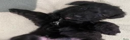 Schnoodle dogs for sale: Schnoodle pups for sale. Ready 11th October.  - Advert 18