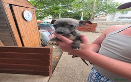 American Bull Staffy dogs for sale: Staffy puppies 🐶  - Image 13