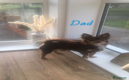 Chihuahua dogs for sale: ✨🐾 chihuahua pups 🐾✨ - Image 15