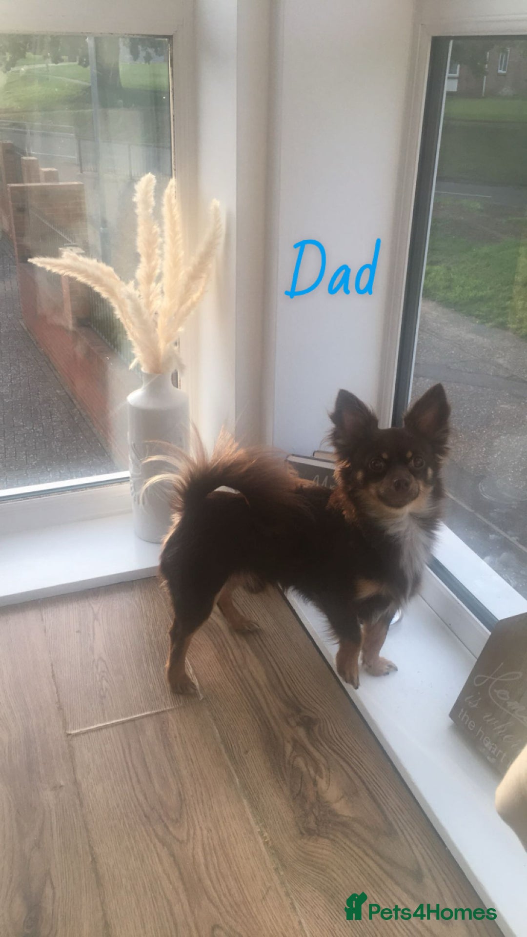 Chihuahua dogs for sale: ✨🐾 chihuahua pups 🐾✨ - Image 15