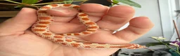 Snake reptiles for sale: Various Western Hognose Hatchlings - Advert 22