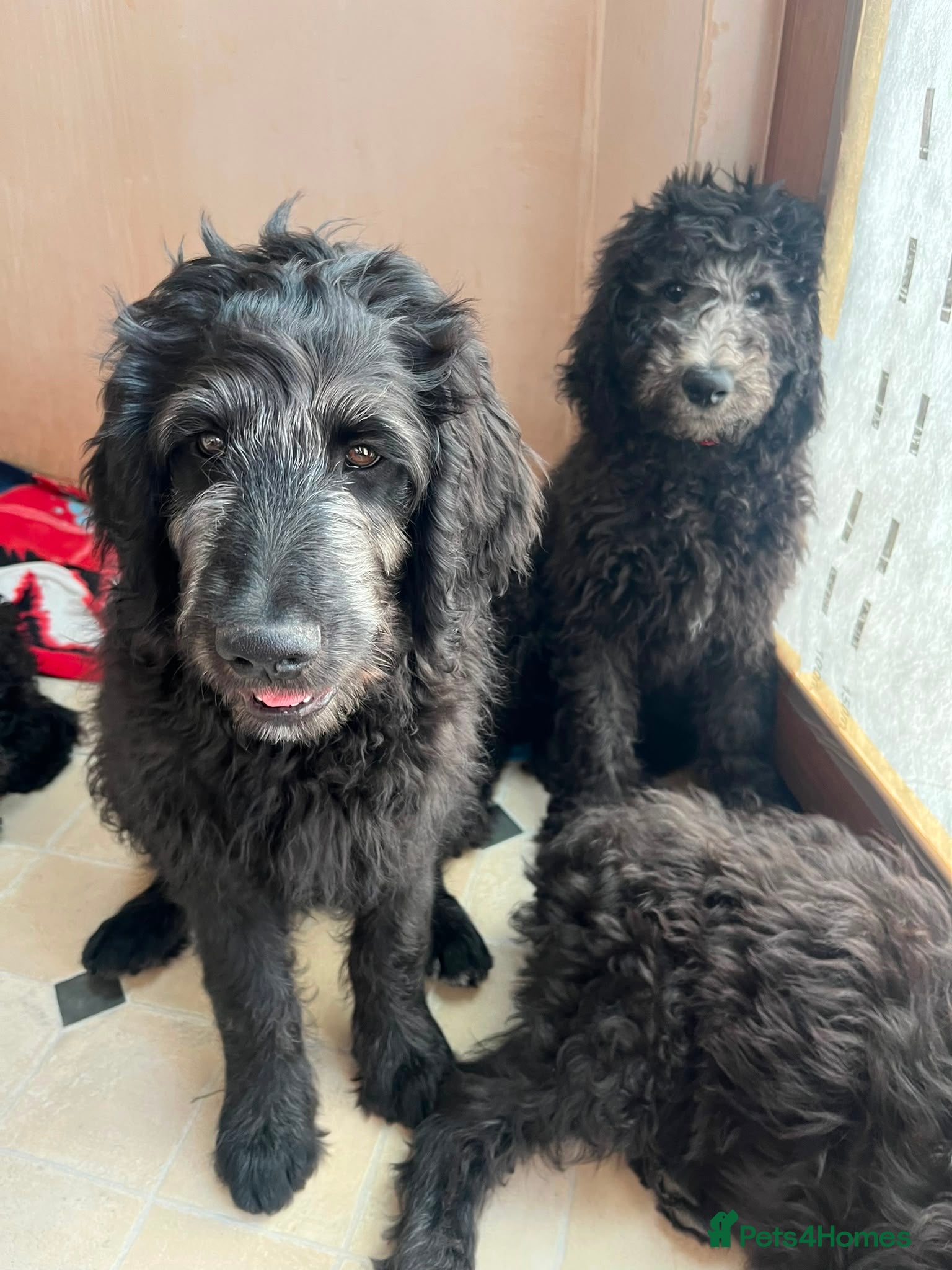 Goldendoodle dogs F1B Rare black standard Goldendoodle North Wales  - Advert 2